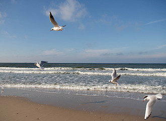 Ferienwohnung Ostsee Meer erleben